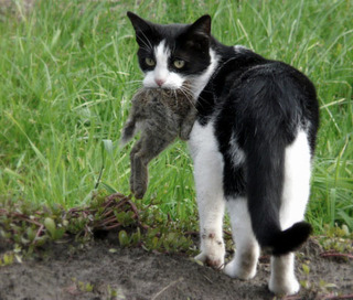 オーストラリア 野良猫15.jpg