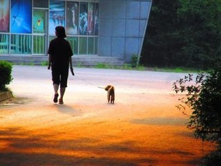 韓国人 ペット1.jpg